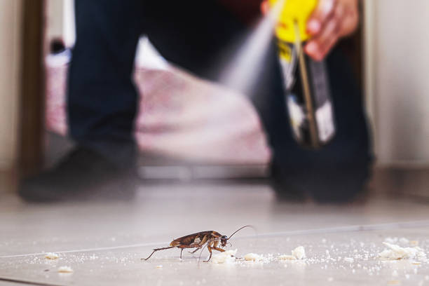 Best Wasp Removal Services  in Untain Grove, MO